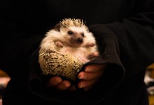 ハリネズミ　Hedgehog　｜ハリネズミとの日常フォトブログ。ちょもフォト島。