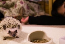ハリネズミ　Hedgehog　｜ハリネズミとの日常フォトブログ。ちょもフォト島。