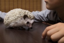 ハリネズミ　Hedgehog　｜ハリネズミとの日常フォトブログ。ちょもフォト島。