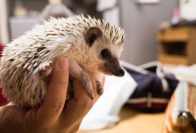 ハリネズミ　Hedgehog　｜ハリネズミとの日常フォトブログ。ちょもフォト島。