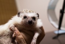 ハリネズミ　Hedgehog　｜ハリネズミとの日常フォトブログ。ちょもフォト島。