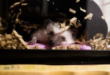 20160108ハリネズミ　Hedgehog　｜ハリネズミとの日常フォトブログ。ちょもフォト島。