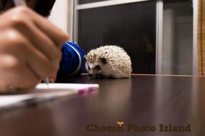 20160108ハリネズミ　Hedgehog　｜ハリネズミとの日常フォトブログ。ちょもフォト島。