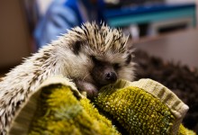ハリネズミ　Hedgehog　｜ハリネズミとの日常フォトブログ。ちょもフォト島。