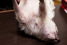 ハリネズミ　Hedgehog　｜ハリネズミとの日常フォトブログ。ちょもフォト島。