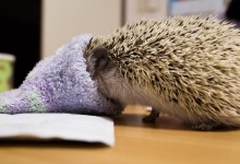 ハリネズミ　Hedgehog　｜ハリネズミとの日常フォトブログ。ちょもフォト島。