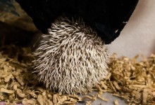 ハリネズミ　Hedgehog　｜ハリネズミとの日常フォトブログ。ちょもフォト島。