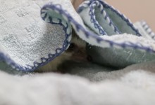 ハリネズミ　Hedgehog　｜ハリネズミとの日常フォトブログ。ちょもフォト島。