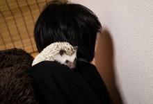 ハリネズミ　Hedgehog　｜ハリネズミとの日常フォトブログ。ちょもフォト島。