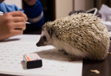 ハリネズミ　Hedgehog　｜ハリネズミとの日常フォトブログ。ちょもフォト島。