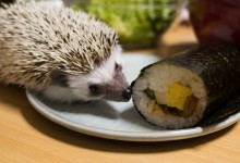 ハリネズミ　Hedgehog　｜ハリネズミとの日常フォトブログ。ちょもフォト島。