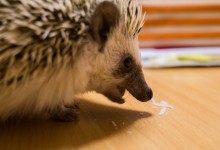ハリネズミ　Hedgehog　｜ハリネズミとの日常フォトブログ。ちょもフォト島。
