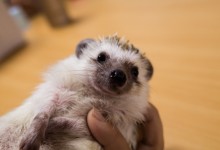 ハリネズミ　Hedgehog　｜ハリネズミとの日常フォトブログ。ちょもフォト島。
