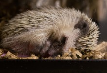 ハリネズミ　Hedgehog　｜ハリネズミとの日常フォトブログ。ちょもフォト島。