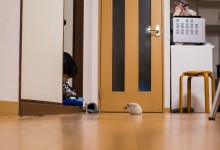 ハリネズミ　Hedgehog　｜ハリネズミとの日常フォトブログ。ちょもフォト島。