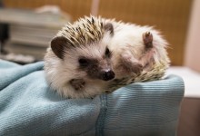 ハリネズミ　Hedgehog　｜ハリネズミとの日常フォトブログ。ちょもフォト島。