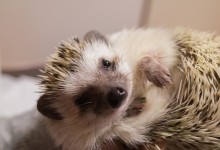 ハリネズミ　Hedgehog　｜ハリネズミとの日常フォトブログ。ちょもフォト島。
