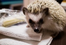 ハリネズミ　Hedgehog　｜ハリネズミとの日常フォトブログ。ちょもフォト島。