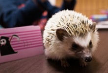 ハリネズミ　Hedgehog　｜ハリネズミとの日常フォトブログ。ちょもフォト島。