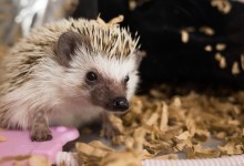 ハリネズミ　Hedgehog　｜ハリネズミとの日常フォトブログ。ちょもフォト島。