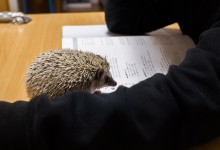 ハリネズミ　Hedgehog　｜ハリネズミとの日常フォトブログ。ちょもフォト島。