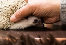 ハリネズミ　Hedgehog　｜ハリネズミとの日常フォトブログ。ちょもフォト島。