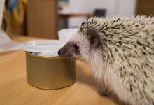 ハリネズミ　Hedgehog　｜ハリネズミとの日常フォトブログ。ちょもフォト島。