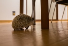 ハリネズミ　Hedgehog　｜ハリネズミとの日常フォトブログ。ちょもフォト島。