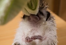 ハリネズミ　Hedgehog　｜ハリネズミとの日常フォトブログ。ちょもフォト島。