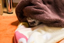 ハリネズミ　Hedgehog　｜ハリネズミとの日常フォトブログ。ちょもフォト島。