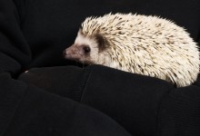 ハリネズミ　Hedgehog　｜ハリネズミとの日常フォトブログ。ちょもフォト島。