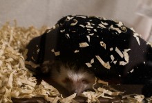 ハリネズミ　Hedgehog　｜ハリネズミとの日常フォトブログ。ちょもフォト島。