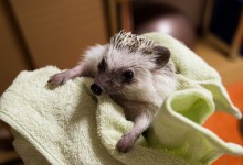 ハリネズミ　Hedgehog　｜ハリネズミとの日常フォトブログ。ちょもフォト島。