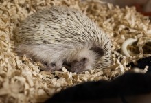 ハリネズミ　Hedgehog　｜ハリネズミとの日常フォトブログ。ちょもフォト島。
