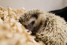 ハリネズミ　Hedgehog　｜ハリネズミとの日常フォトブログ。ちょもフォト島。