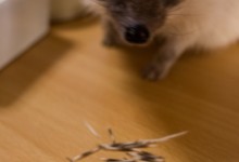 ハリネズミ　Hedgehog　｜ハリネズミとの日常フォトブログ。ちょもフォト島。