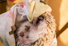 ハリネズミ　Hedgehog　｜ハリネズミとの日常フォトブログ。ちょもフォト島。