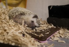 ハリネズミ　Hedgehog　｜ハリネズミとの日常フォトブログ。ちょもフォト島。