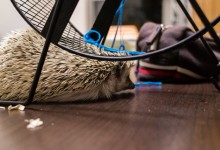 ハリネズミ　Hedgehog　｜ハリネズミとの日常フォトブログ。ちょもフォト島。
