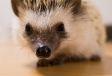 ハリネズミ　Hedgehog　｜ハリネズミとの日常フォトブログ。ちょもフォト島。