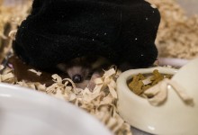 ハリネズミ　Hedgehog　｜ハリネズミとの日常フォトブログ。ちょもフォト島。