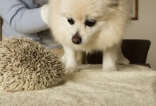 ハリネズミ　Hedgehog　｜ハリネズミとの日常フォトブログ。ちょもフォト島。