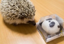 ハリネズミ　Hedgehog　｜ハリネズミとの日常フォトブログ。ちょもフォト島。