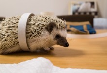 ハリネズミ　Hedgehog　｜ハリネズミとの日常フォトブログ。ちょもフォト島。