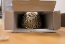 ハリネズミ　Hedgehog　｜ハリネズミとの日常フォトブログ。ちょもフォト島。
