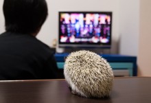 ハリネズミ　Hedgehog　｜ハリネズミとの日常フォトブログ。ちょもフォト島。