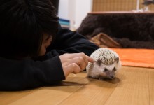 ハリネズミ　Hedgehog　｜ハリネズミとの日常フォトブログ。ちょもフォト島。