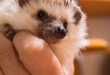 ハリネズミ　Hedgehog　｜ハリネズミとの日常フォトブログ。ちょもフォト島。