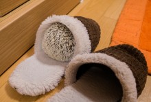 ハリネズミ　Hedgehog　｜ハリネズミとの日常フォトブログ。ちょもフォト島。