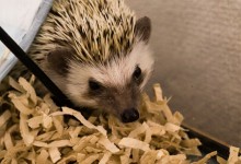 ハリネズミ　Hedgehog　｜ハリネズミとの日常フォトブログ。ちょもフォト島。